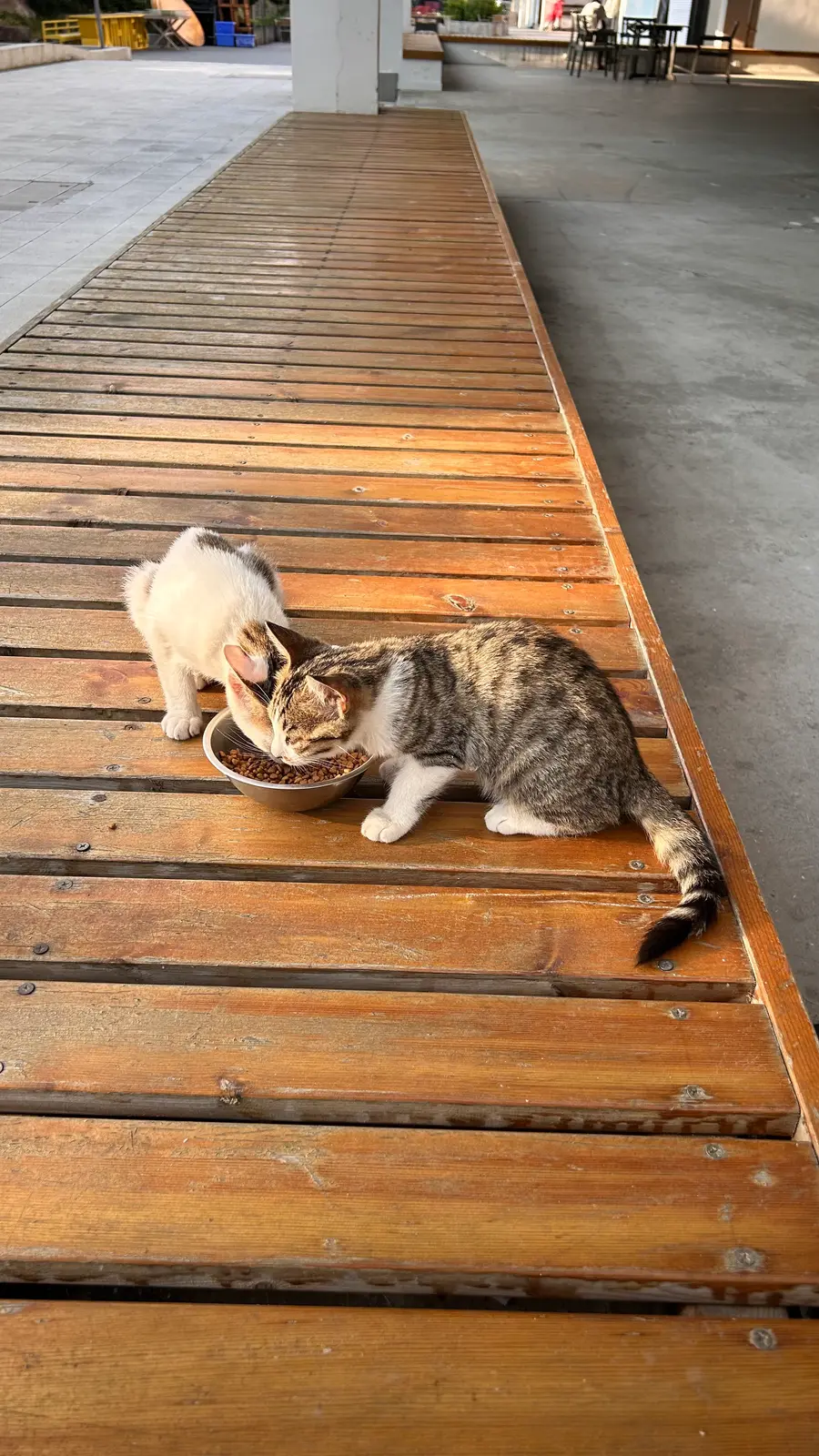 干饭中