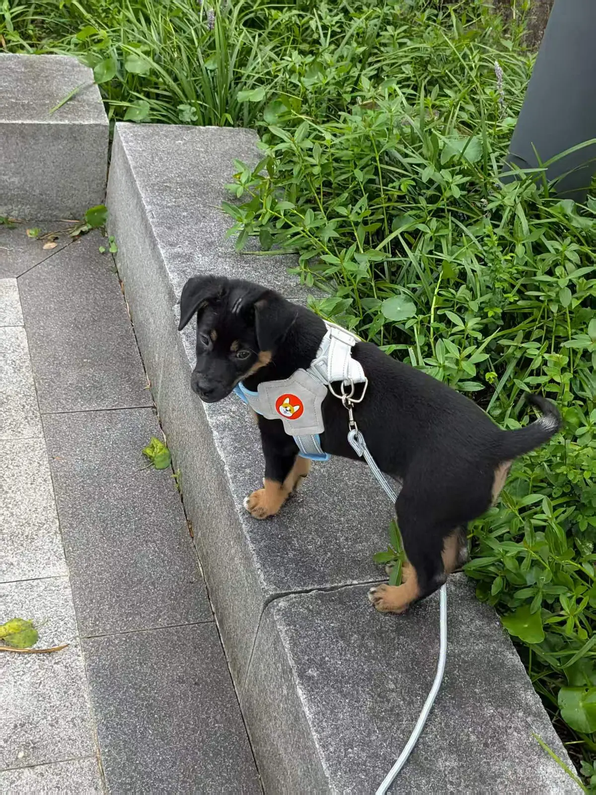也是出门遛上了