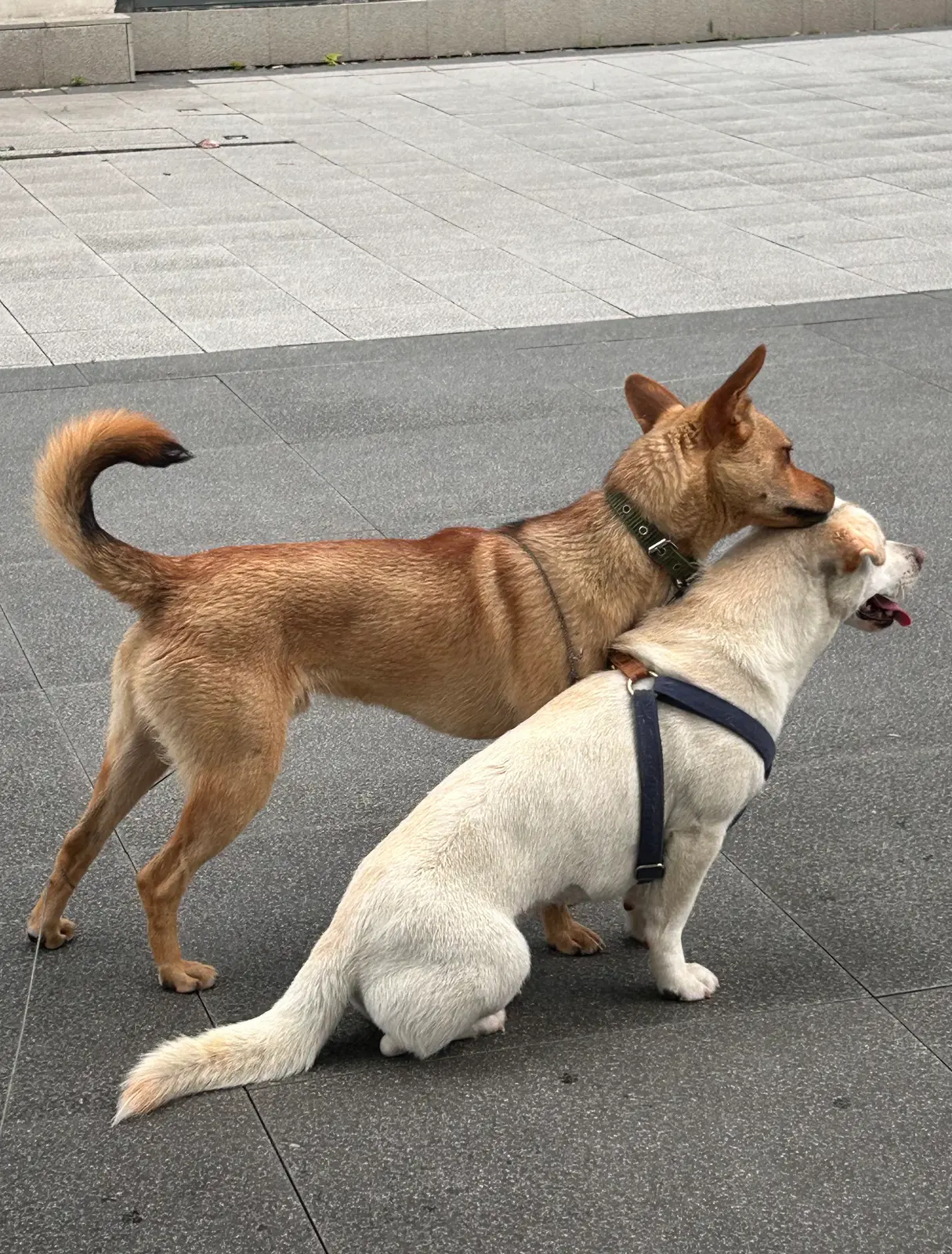 青梅竹马