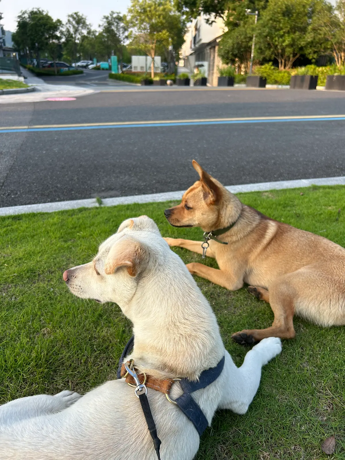 好朋狗