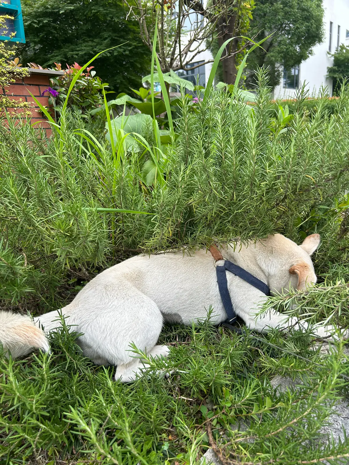 迷迭香腌入味儿了