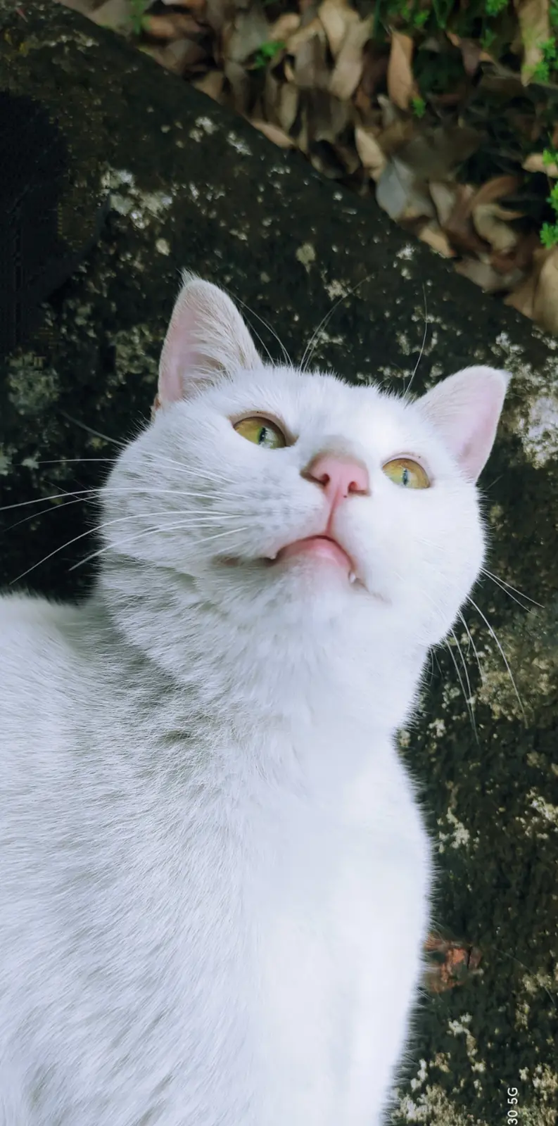 春儿