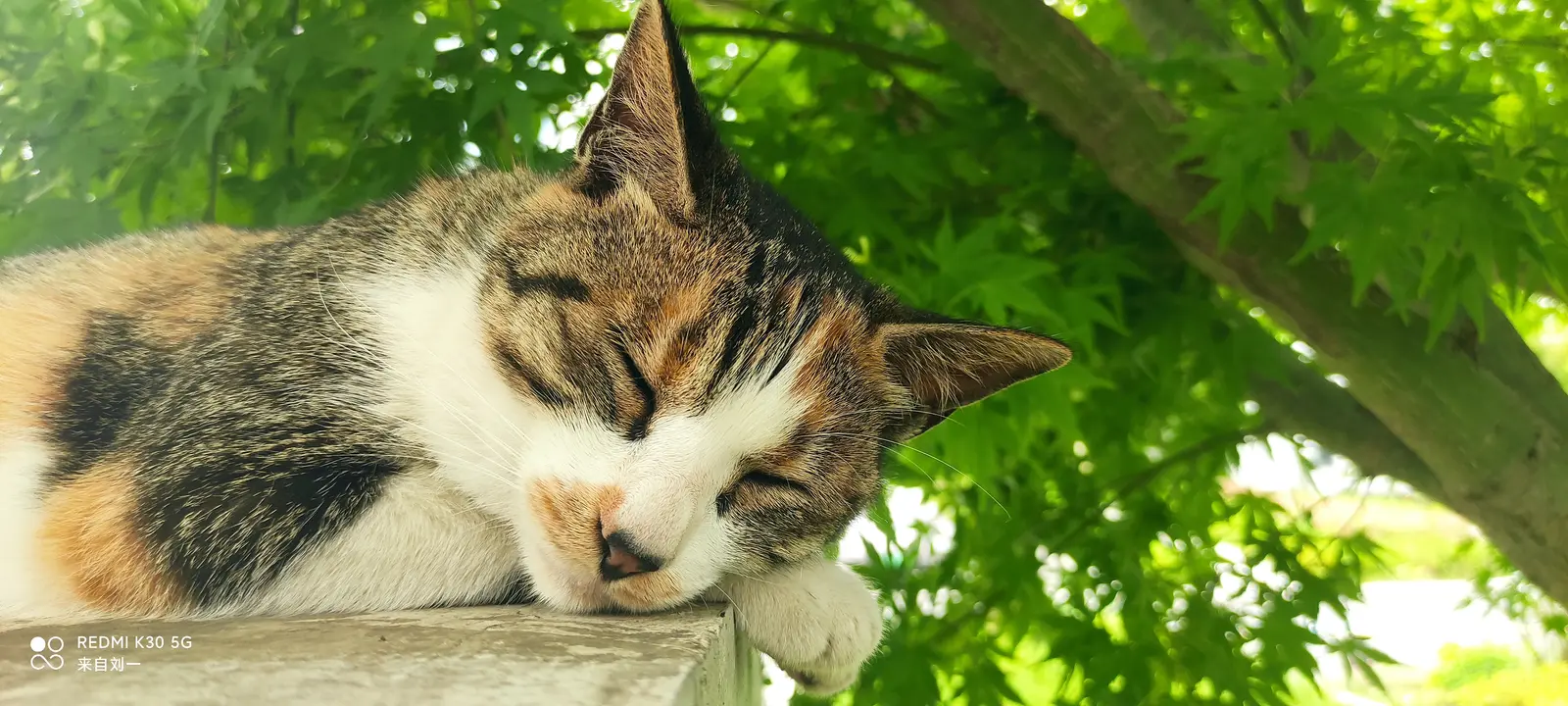 浅睡眠