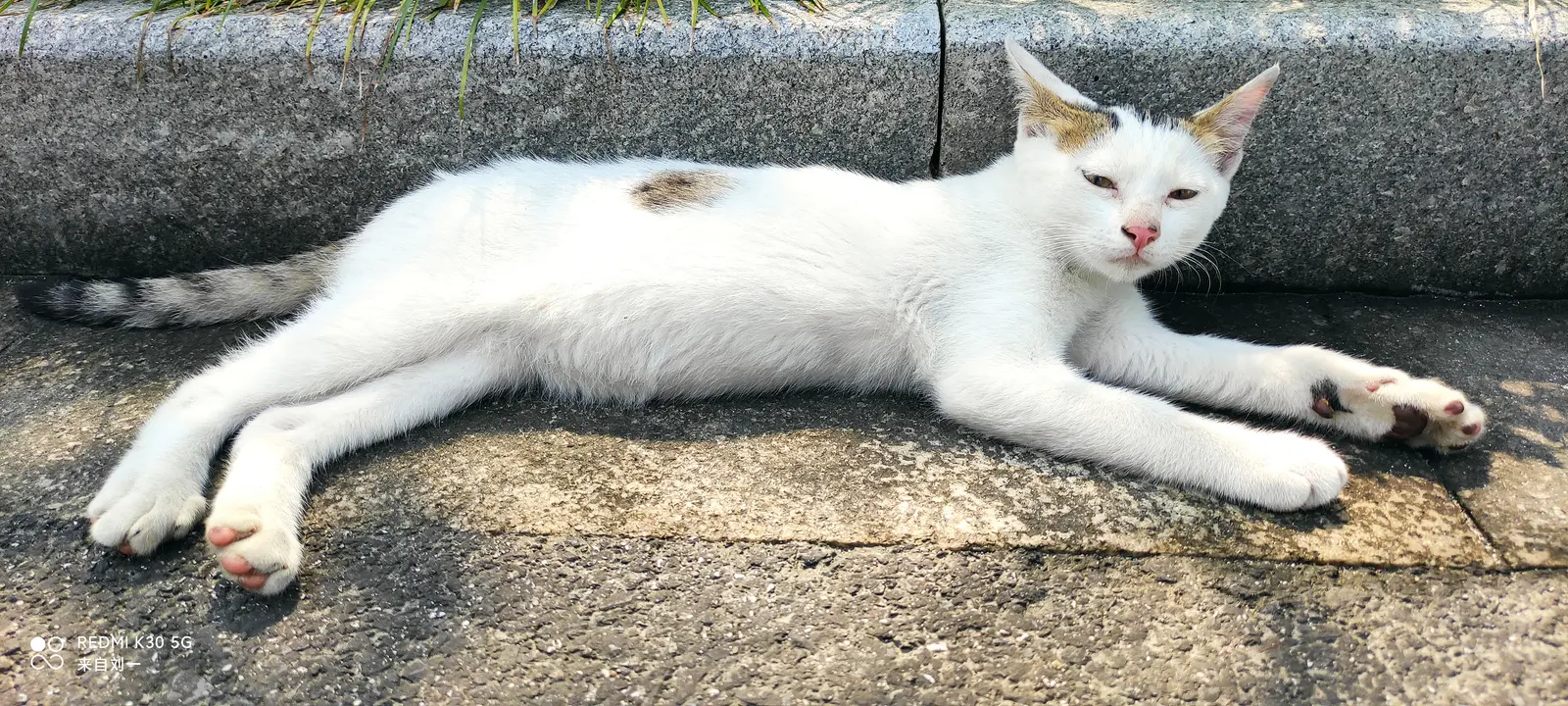 抽条儿了