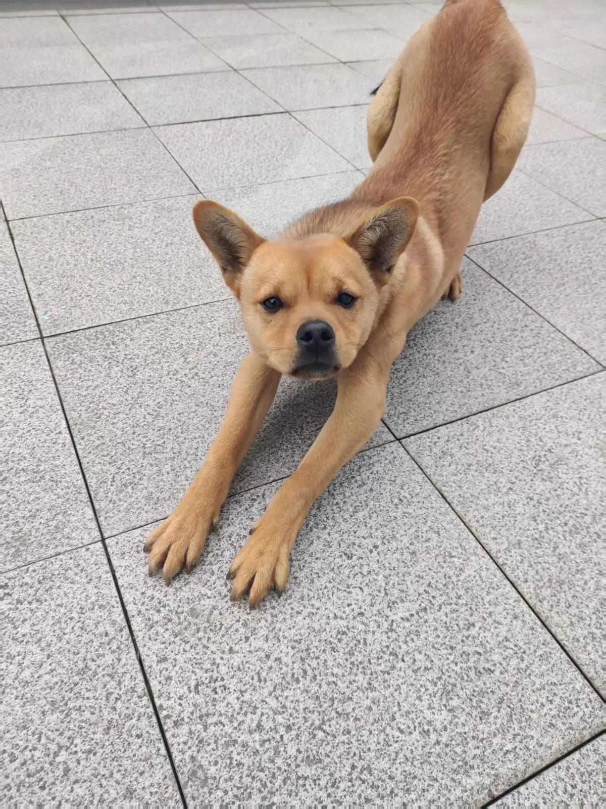 嗷～