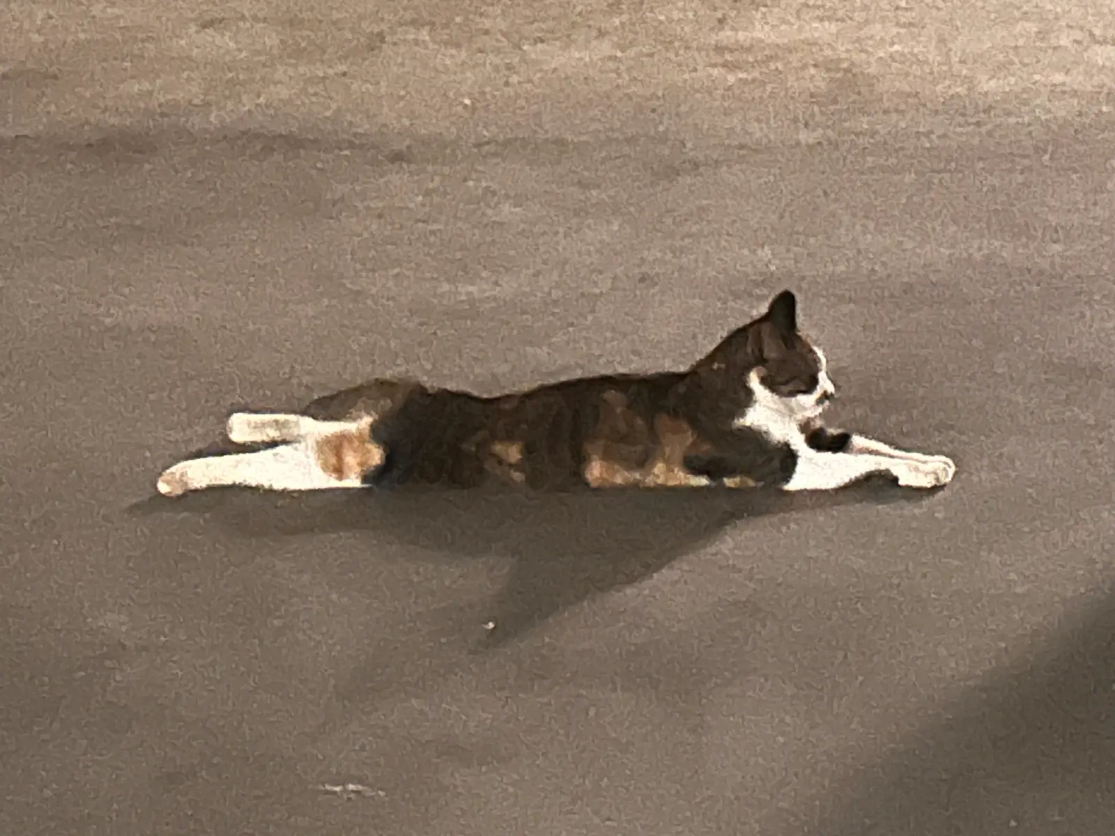 专属趴姿