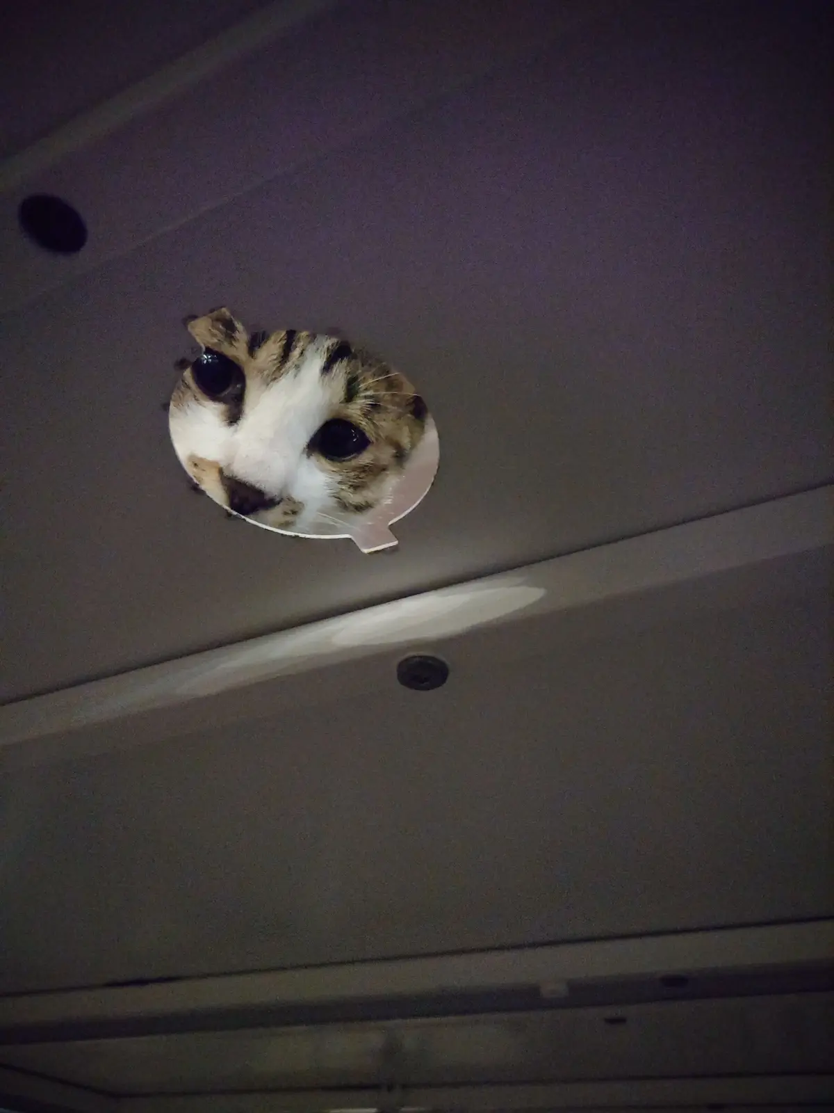 猫眼