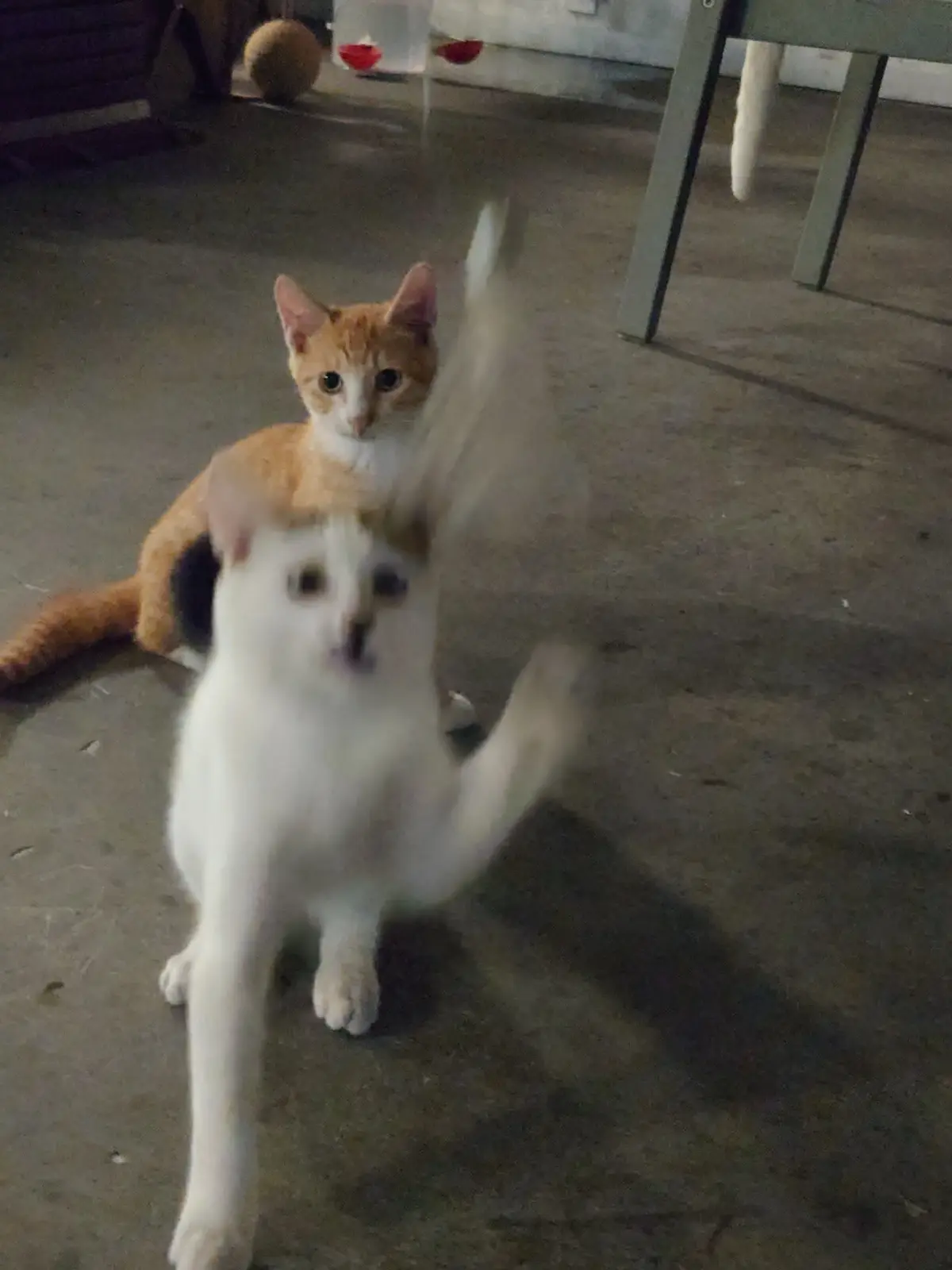 跟内向好厚米玩逗猫棒