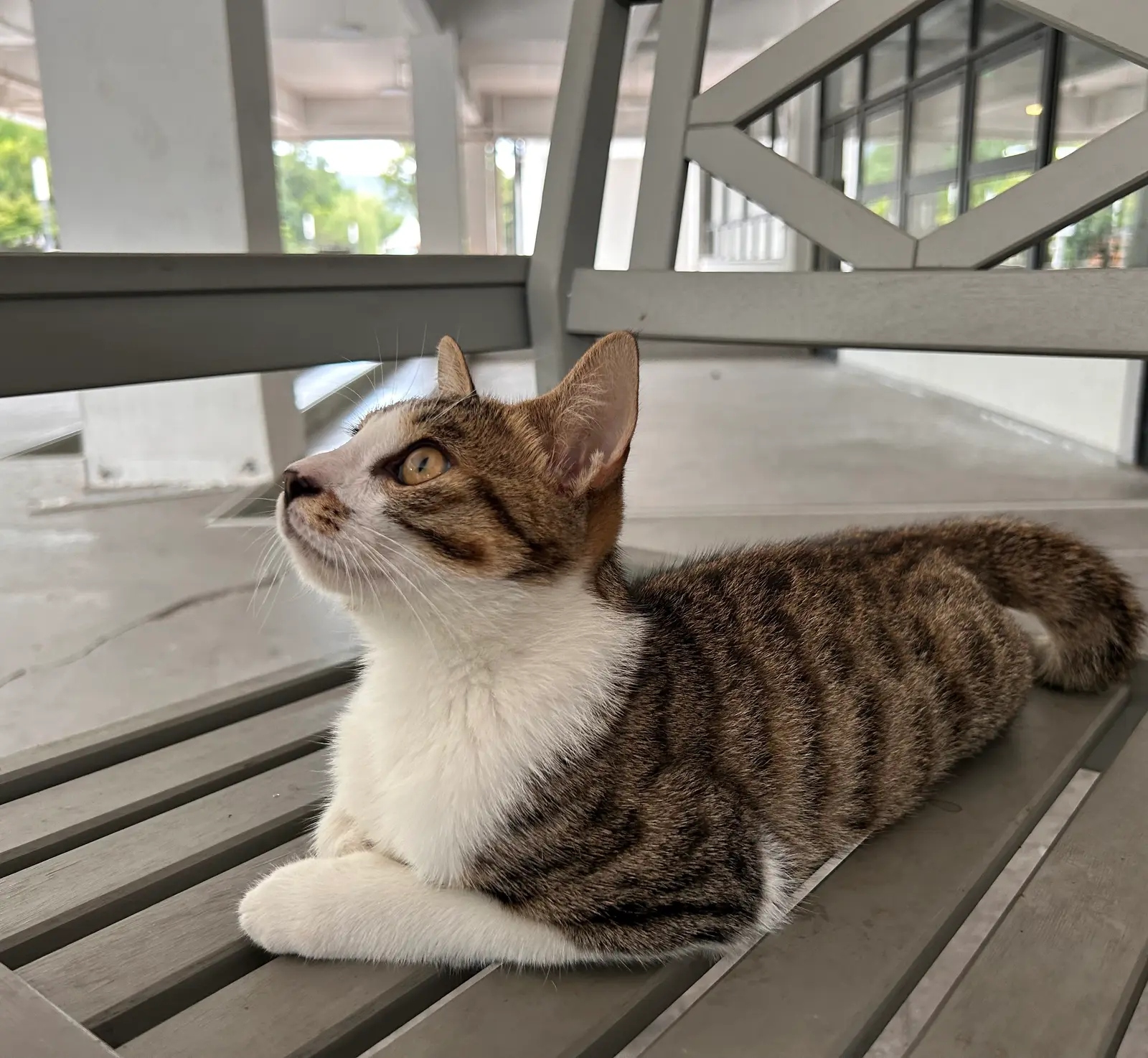 好奇风扇中