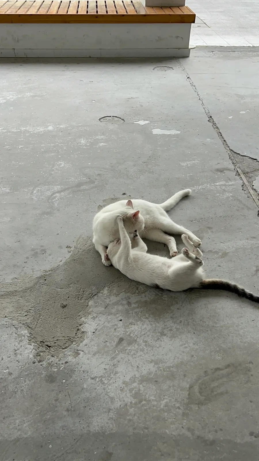 和咪仔亲密互动