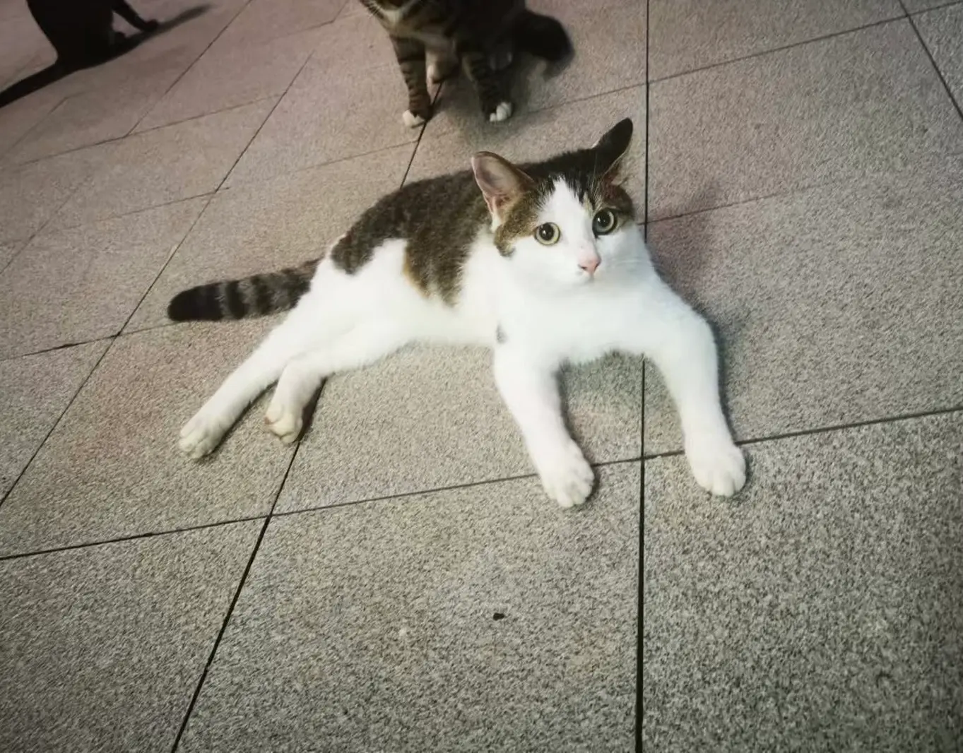 猫界刘亦菲