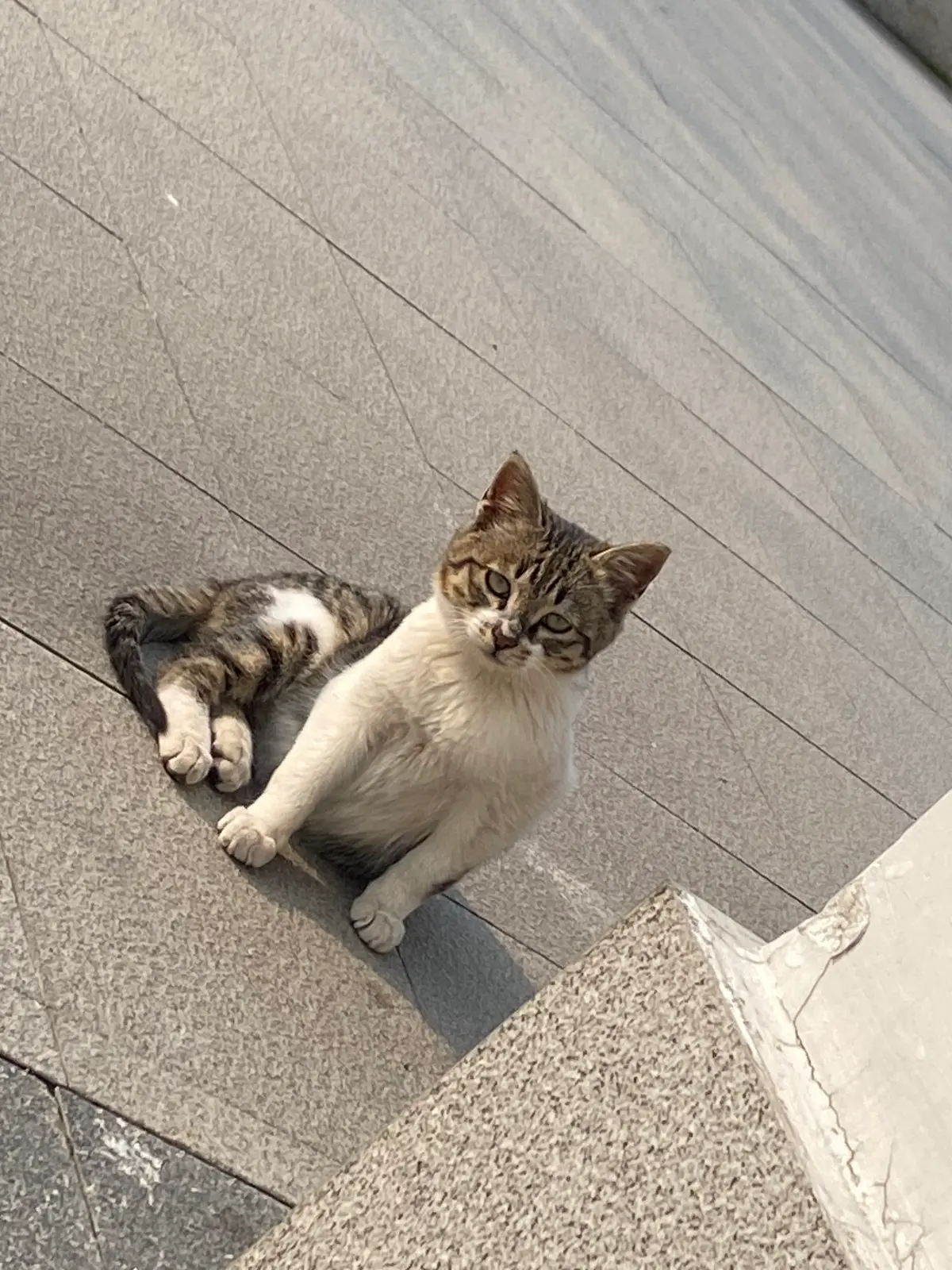Dn小白狸