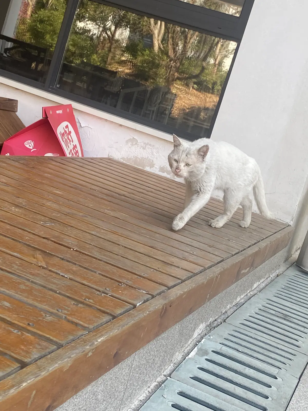 大脸白猫