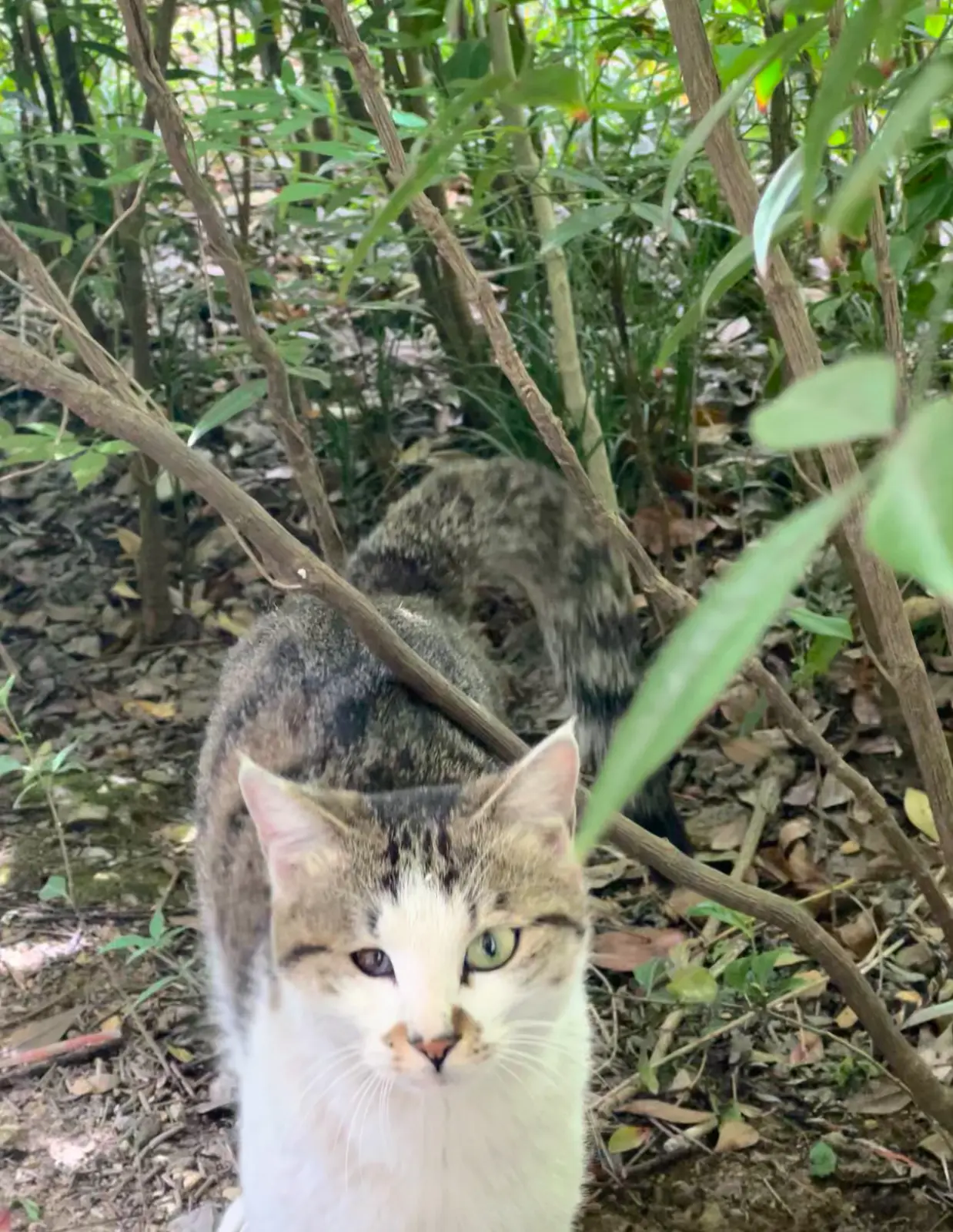 小年大聪明