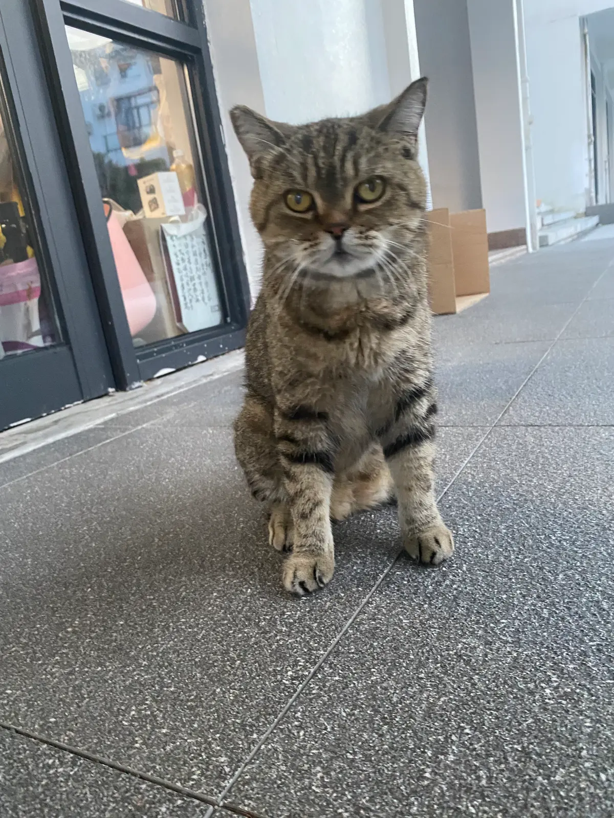 dn圆脸猫