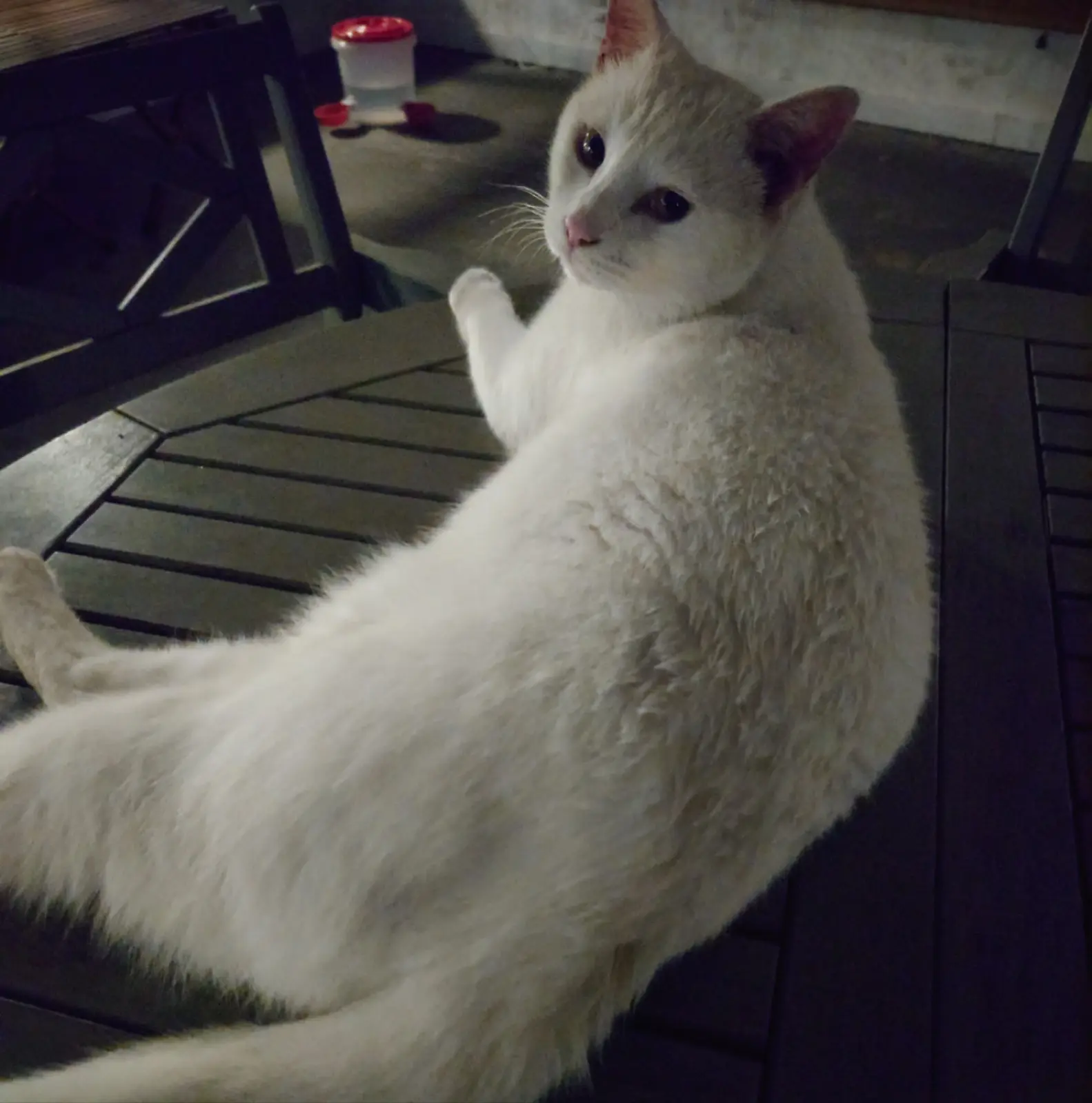 春の回眸