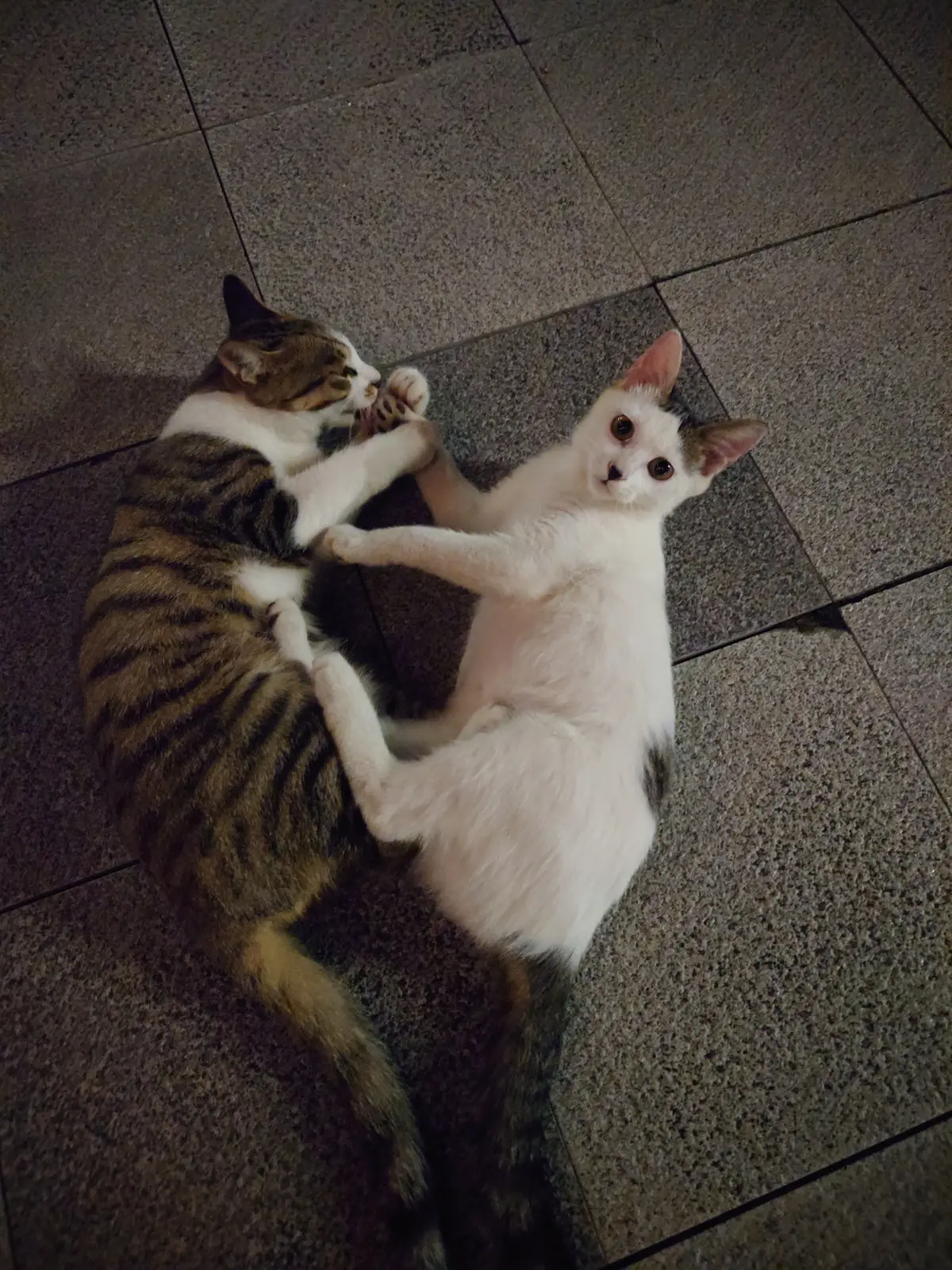 被咪宝嘬爪