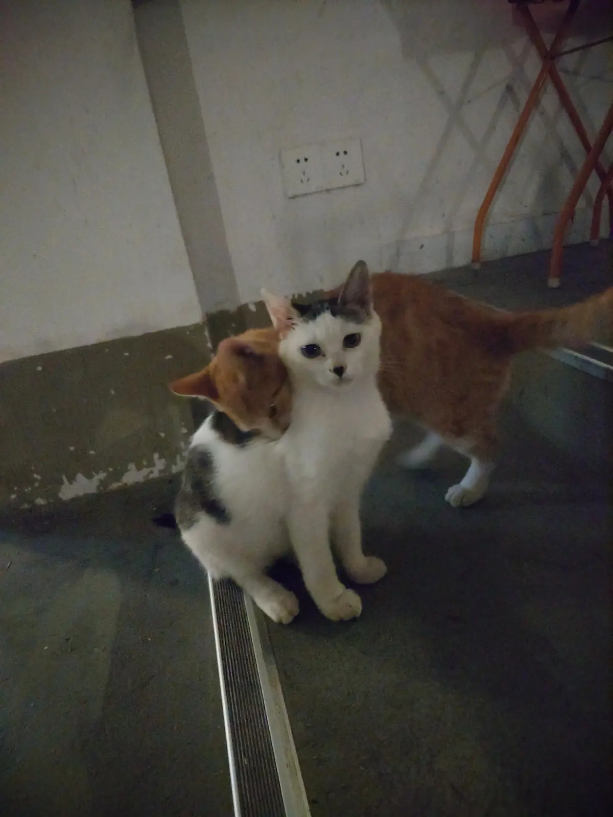 淡猫