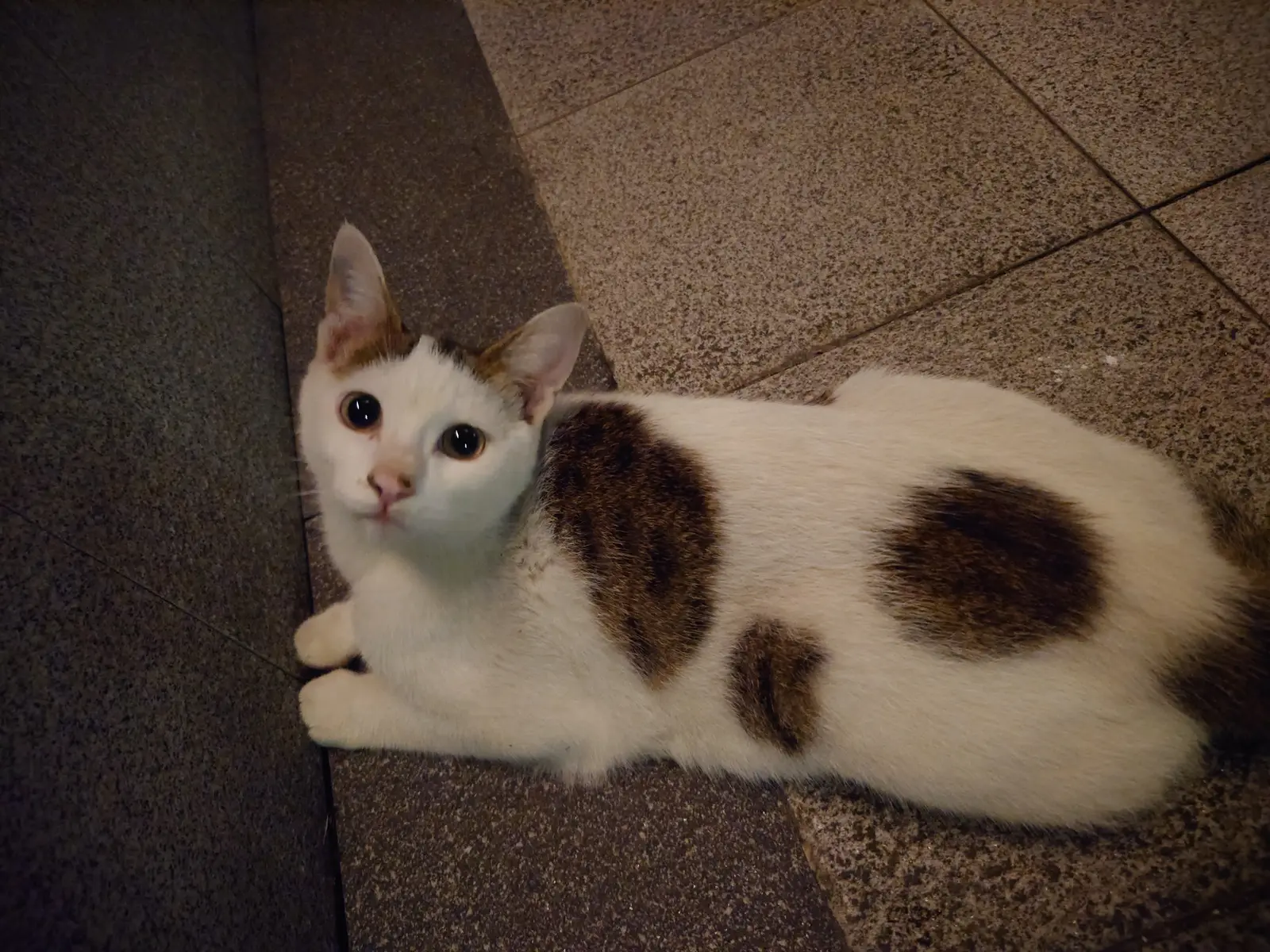 天真小鸡蛋