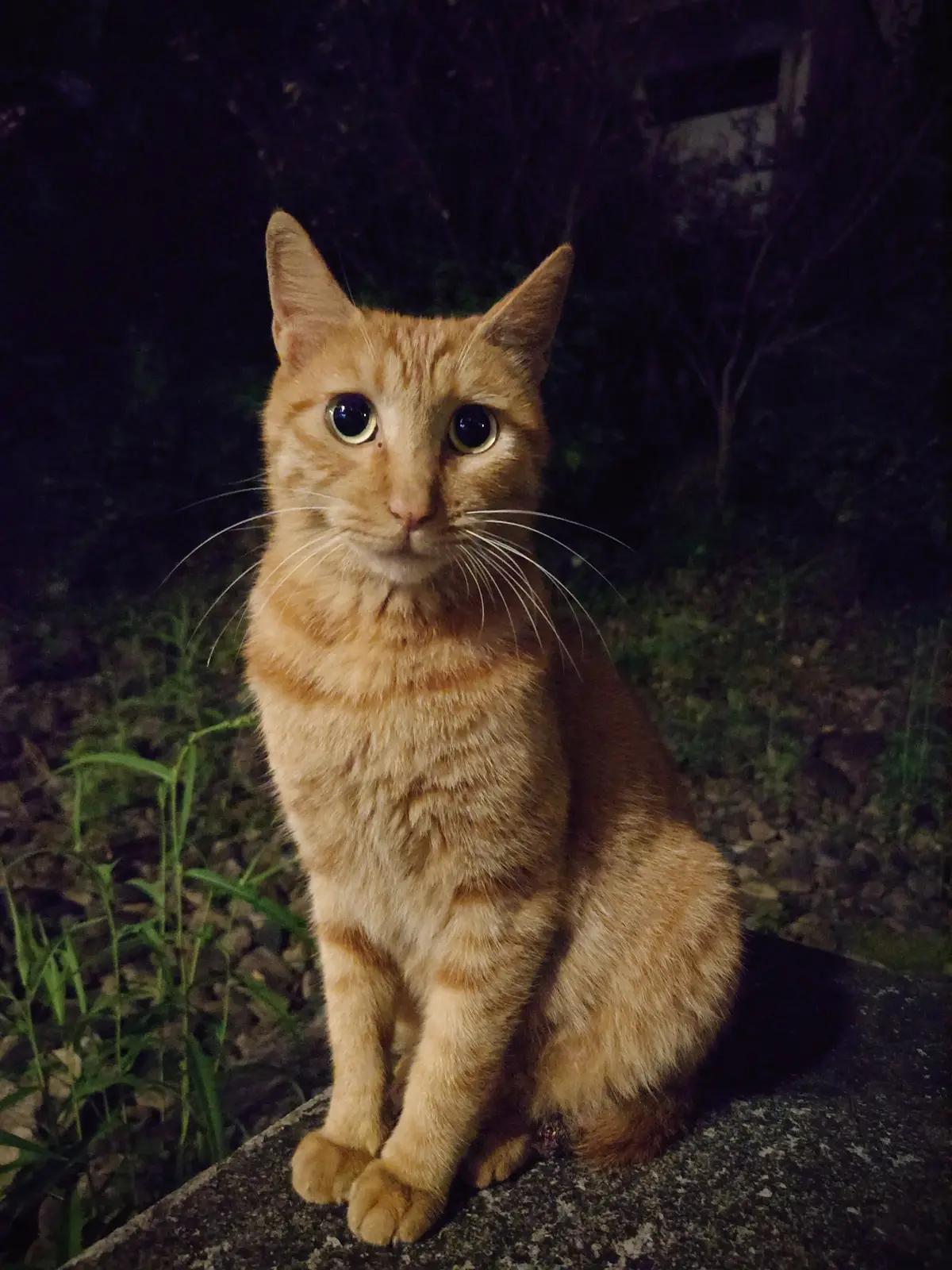 断尾橘