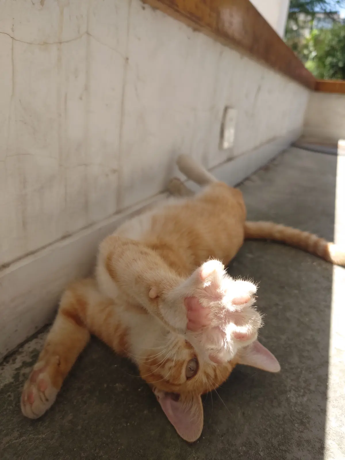 爪爪开花