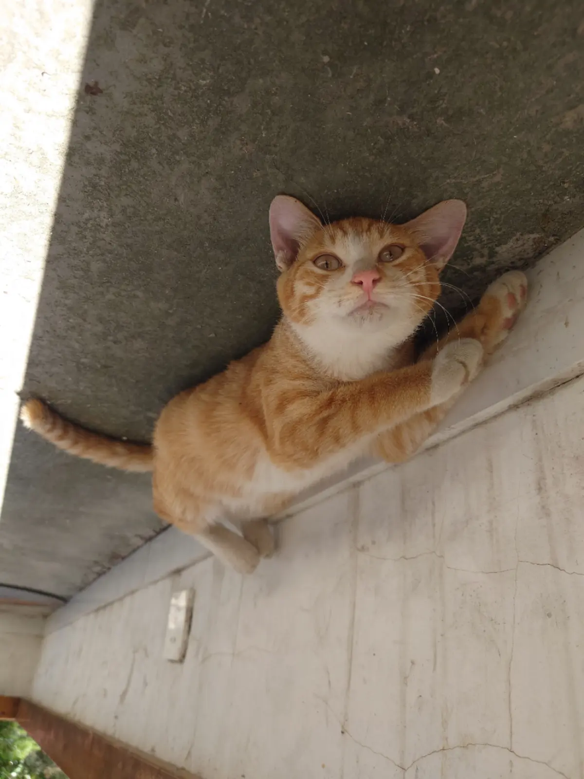 飞行橘小鸟