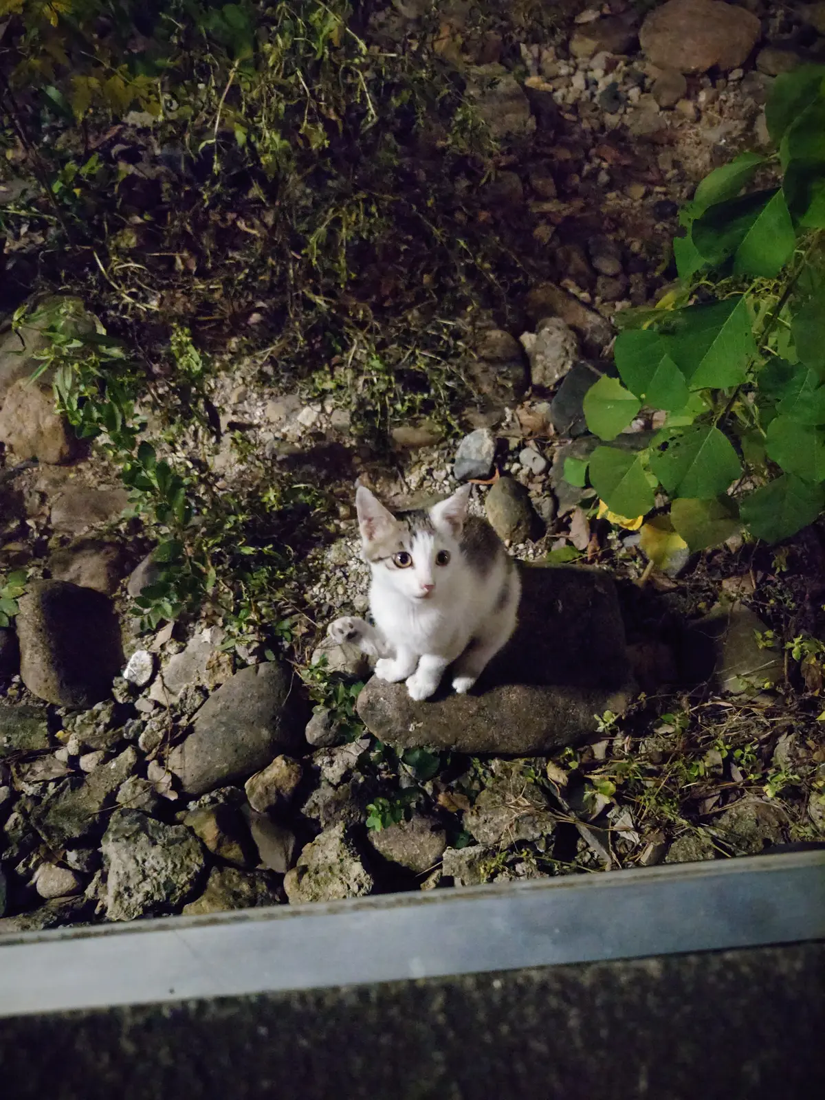 闪光美貌